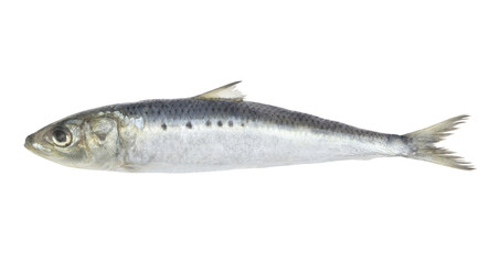 Sardine fish isolated on white background