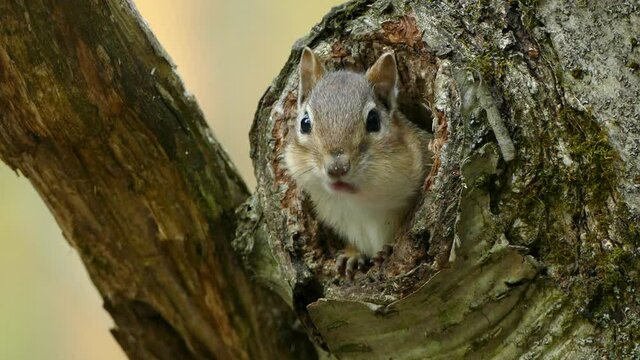 Chipmunk eating with its head sticking out of a tree, Ontario, static closeup