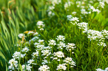 Spring Blooming field - bright green plants, grass and wildflowers with young foliage on a bright warm sunny day in early spring.