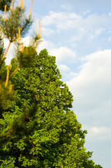 Spring landscape - bright green trees with young foliage on a bright warm sunny day in early spring.