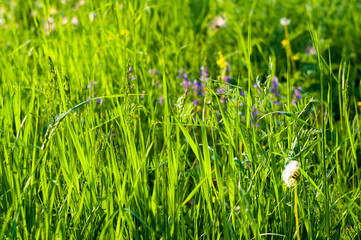 Spring Blooming field - bright green plants, grass and wildflowers with young foliage on a bright warm sunny day in early spring.