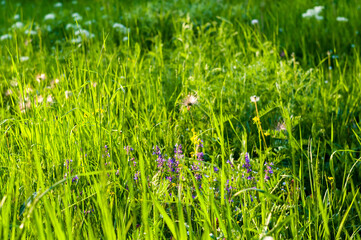 Spring Blooming field - bright green plants, grass and wildflowers with young foliage on a bright warm sunny day in early spring.