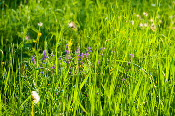 Spring Blooming field - bright green plants, grass and wildflowers with young foliage on a bright warm sunny day in early spring.