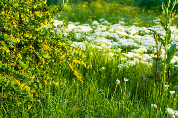 Spring Blooming field - bright green plants, grass and wildflowers with young foliage on a bright warm sunny day in early spring.