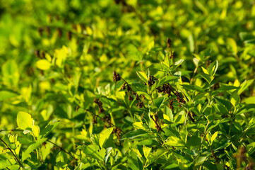 Spring Blooming field - bright green plants, grass and wildflowers with young foliage on a bright warm sunny day in early spring.