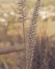 photo of artistic grass flower in the garden