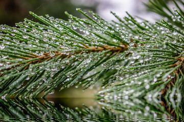 The pine branch was covered with droplets after the rain, bent over the water.