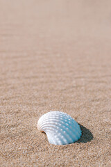 Shells background with seashells, shells on sand tropical sea beach. Travel concept in minimal style.