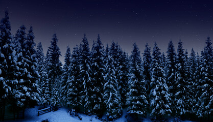 Night landscape, tall spruce trees covered with snow in the night forest and starry cloudless sky