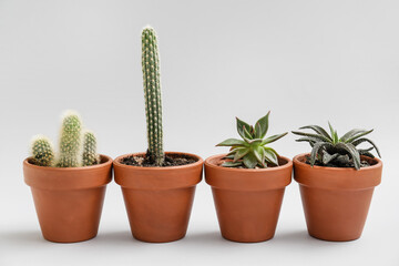 Succulentes vertes et cactus en pots sur fond clair