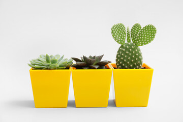 Green succulents and cactus in pots on light background