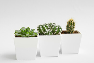 Green succulent and cacti in pots on light background