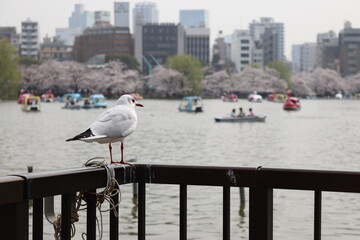 上野恩賜公園の野鳥【国内・東京都】