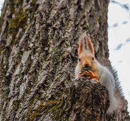 Red squirrel gnaws a nut on a tree