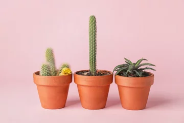 Fotobehang Cactus in pot Sappig en cactussen in potten op gekleurde achtergrond