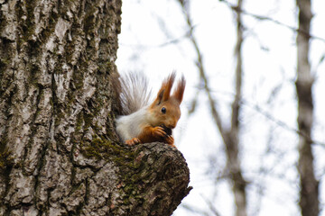 Red squirrel gnaws a nut on a tree