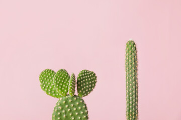 Different cacti on color background