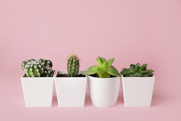 Different succulents and cacti on color background