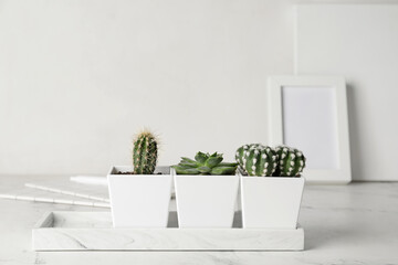 Flowerpots with succulent and cacti on table