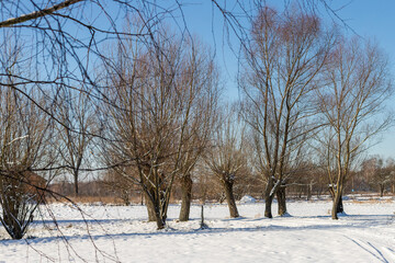 Fototapeta premium A row of willows in a snow-covered field.