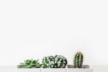 Flowerpots with succulent and cacti on white background