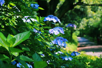 三ッ池公園の紫陽花【国内・神奈川県】