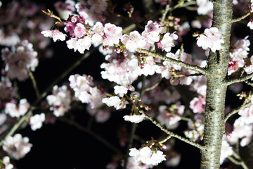 熱海桜 2021年熱海糸川