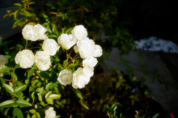 拝啓、白い薔薇 沢山咲きました。