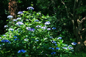 三ッ池公園の紫陽花【国内・神奈川県】