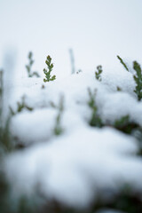 Snow on a green leaf of arborvitae.