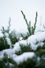 Snow on a green leaf of arborvitae.