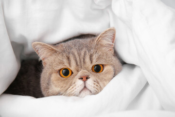 Cute cat in bed at home. Concept of heating season