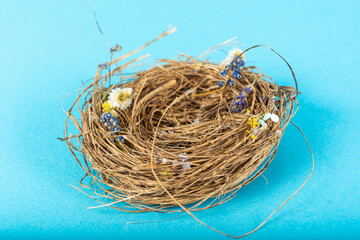Obraz premium bird Nest on blue background. Studio Photo