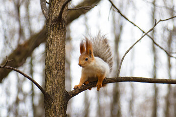Playful ginger squirrel on a tree