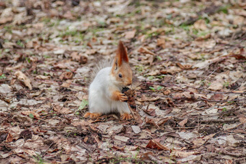 Playful ginger squirrel looking for nuts in the foliage