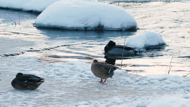 The ducks bathed in a frozen river. The winter sunset is reflected in the river water