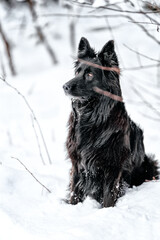 Beautiful woman play with a dog,