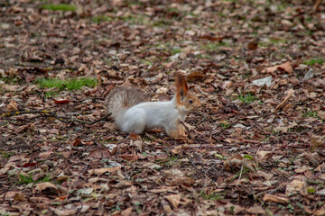 Playful ginger squirrel looking for nuts in the foliage