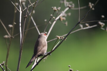 Common waxbill perched on a weed branch.