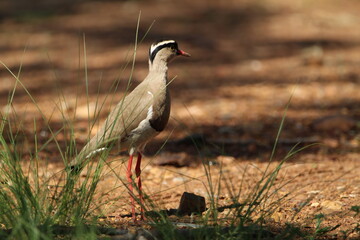 Lapwing Plover standing on the ground.