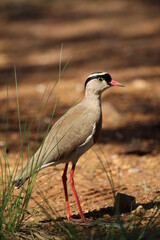 Lapwing Plover standing on the ground.