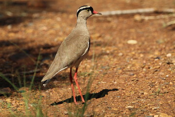 Lapwing Plover standing on the ground.