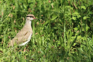 Lapwing Plover chick standing in the grass.