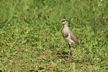 Lapwing Plover chick standing in the grass.