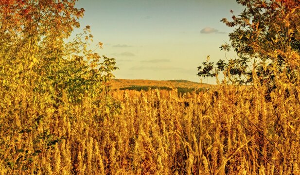 wheat field and sunset © Vladimir