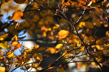 Tree branch in wam autumn light