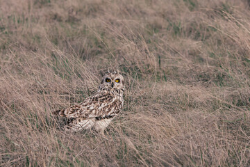 an owl sitting in the grass