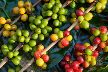 Close-up of raw coffee beans and the morning sun.