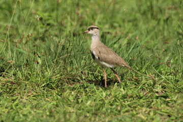 Lapwing Plover chick standing in the grass.