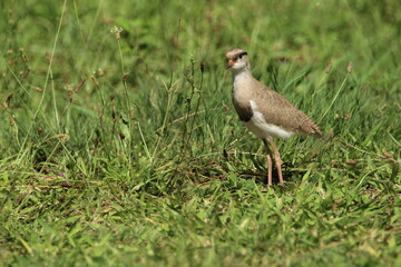Lapwing Plover chick standing in the grass.